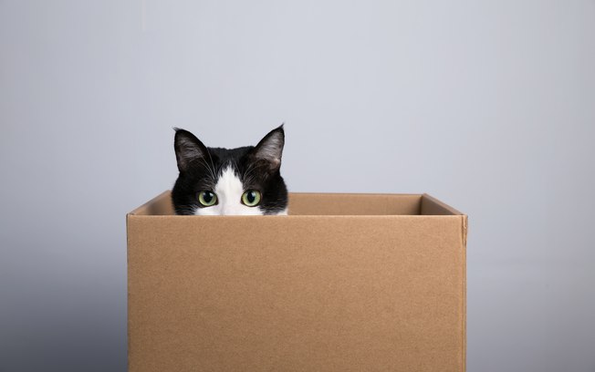 Brincadeiras para gatos: caixas de papelão estão entre as favoritas dos bichanos. Reprodução: Shutterstock.