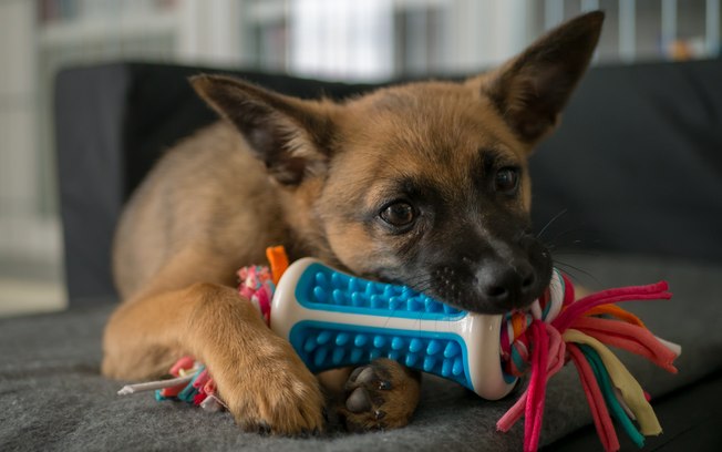 Mordedores para cães. Reprodução: Shutterstock.