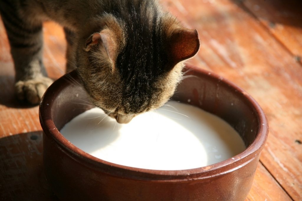 Mentiras sobre gatos: felinos não bebem leite