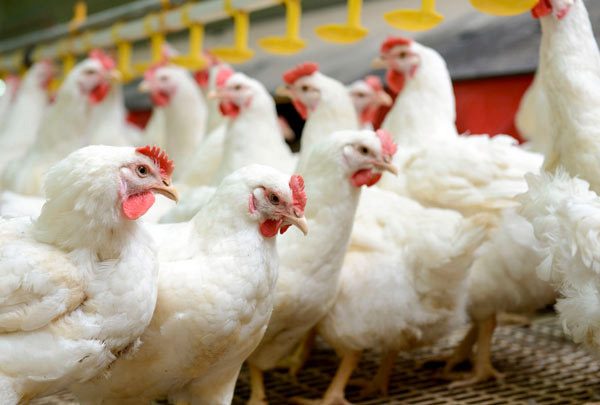 Aumento no custo da produção de frango (Reprodução: Rondo Rural)
