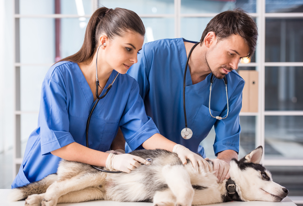 Tudo Sobre Veterinária Áreas De Atuação Do Médico Veterinário 4285