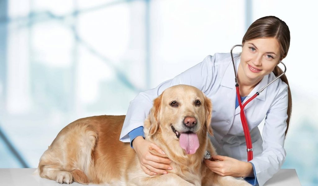 Quanto ganha um médico veterinário recém formado?